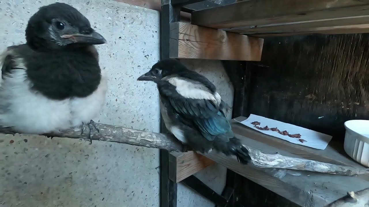 Magpie's Healthy Natural Diet & Move Into Outdoor Aviary