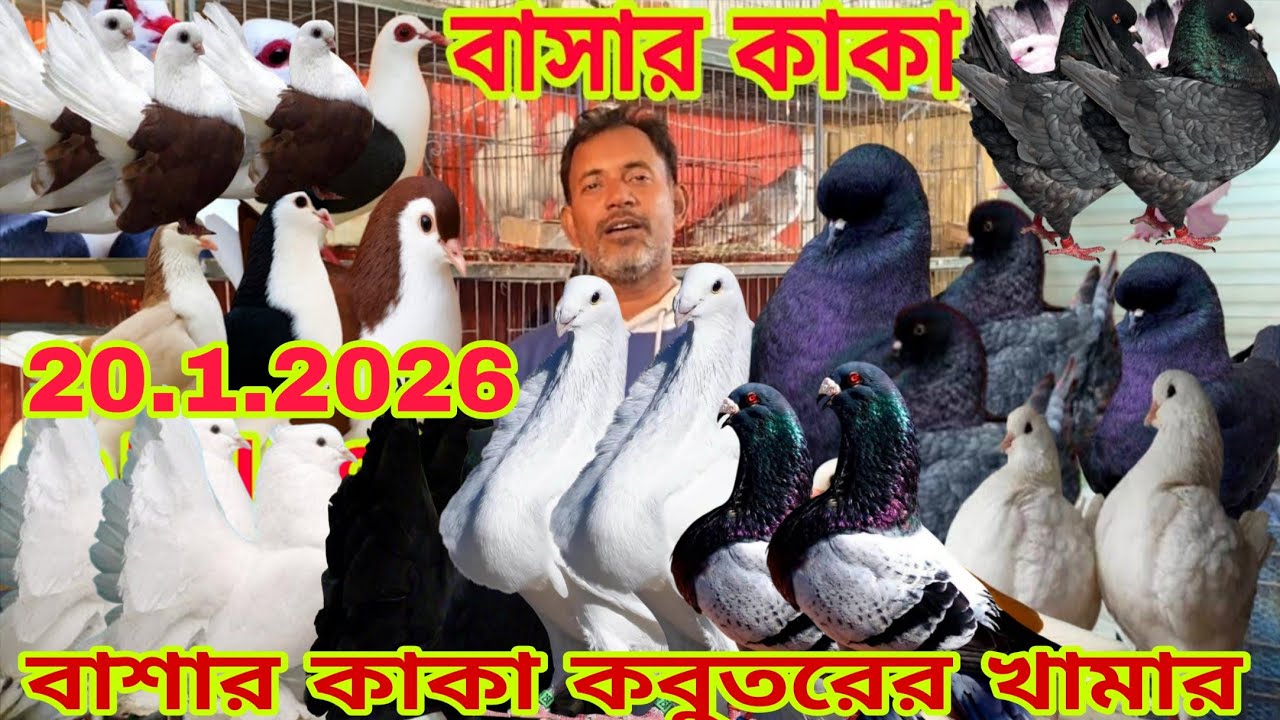 বাসার কাকা কবুতরের খামার।। ডিম বাচ্চা সহ কবুতর কিনুন।। স্প্যানিশ কবুতরের দাম ২০।১।২০২৬