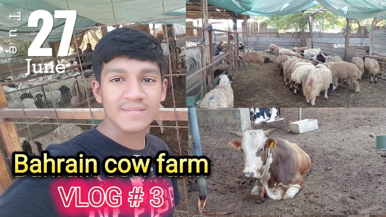Bakra mandi Bahrain 🇧🇭 | 2023 | VLOG # 3 | Abdullah Sohail  #bahrain #vlog