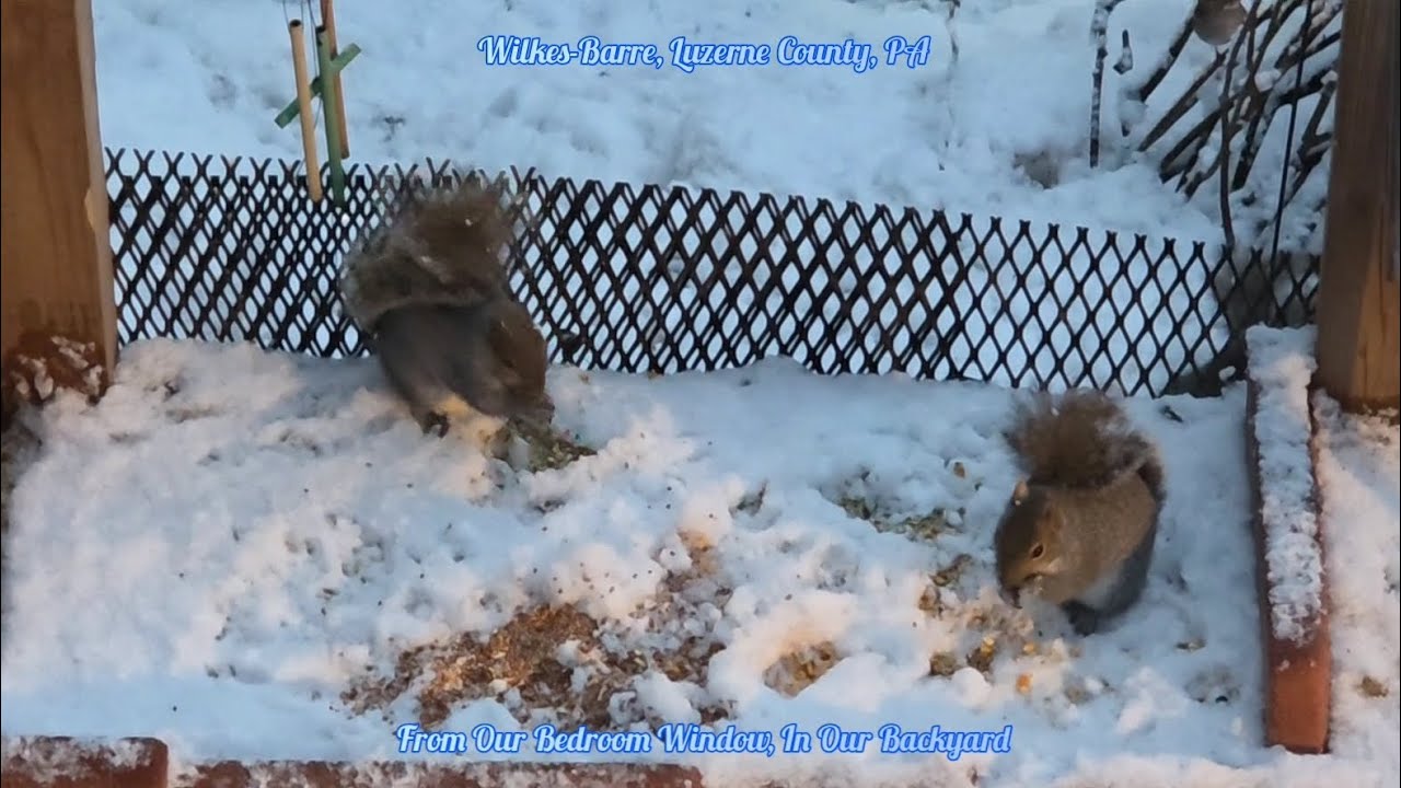 From Our Bedroom Window, In Our Backyard, Wilkes-Barre, Luzerne County, PA, USA. Music by Kapka. 