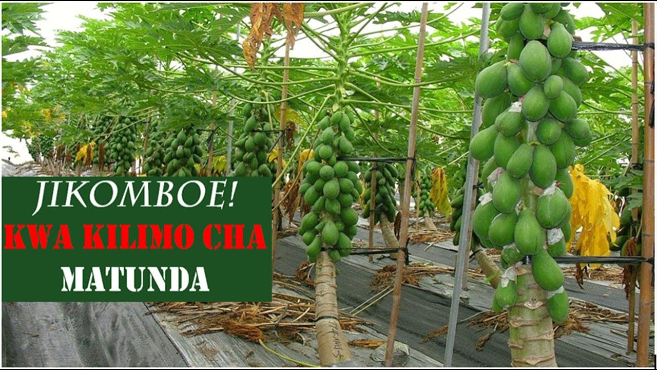 UNATAKA KUWA TAJIRI? ANZISHA KILIMO CHA MATUNDA YA MUDA MFUPI