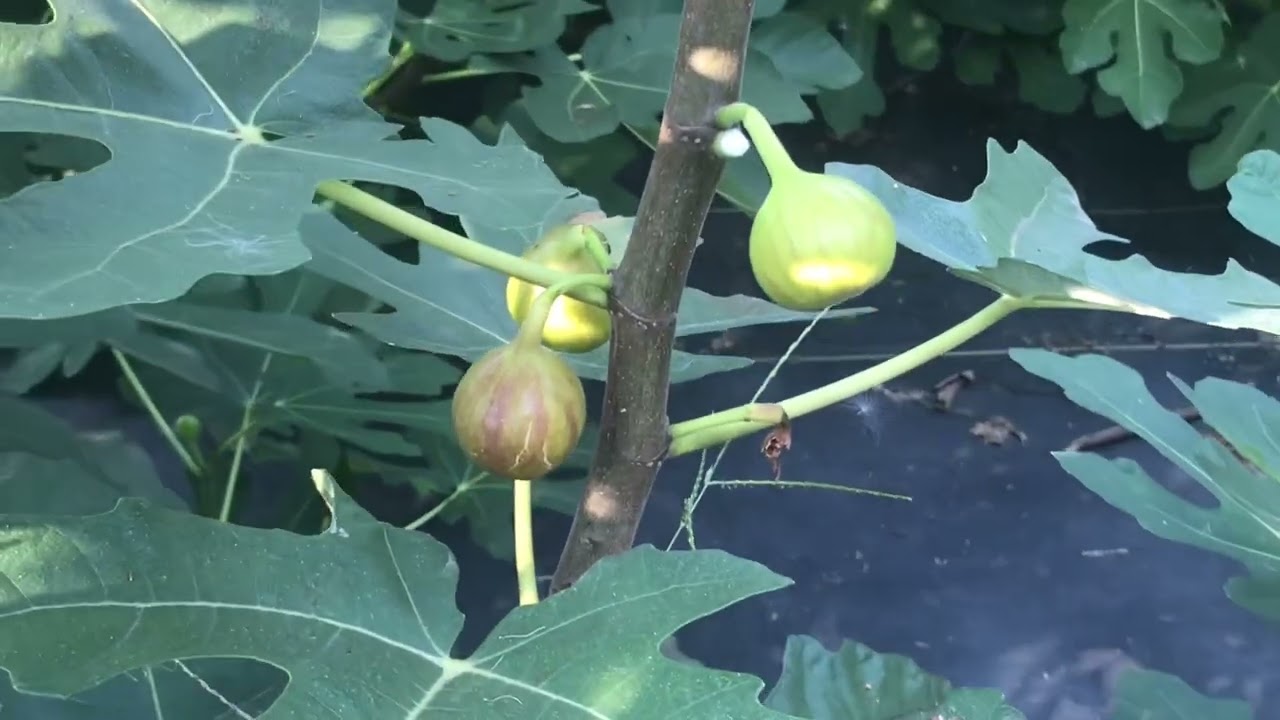 Off the beaten path nursery- Orchard 2022 9/15