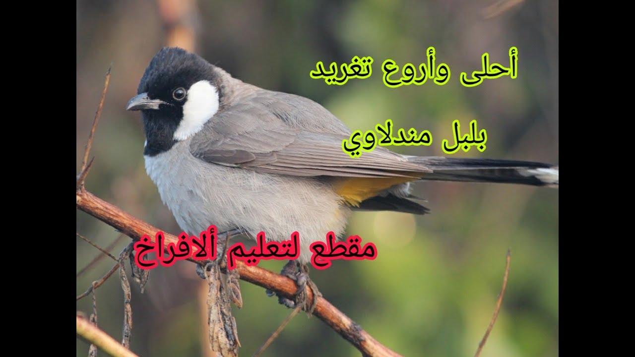 طور مندلاوي كاع المنفذ الملقب (القيصر ) أقدم بلبل عندي دخل السنه الرابعه وماخليه يجلس باقي وحشي