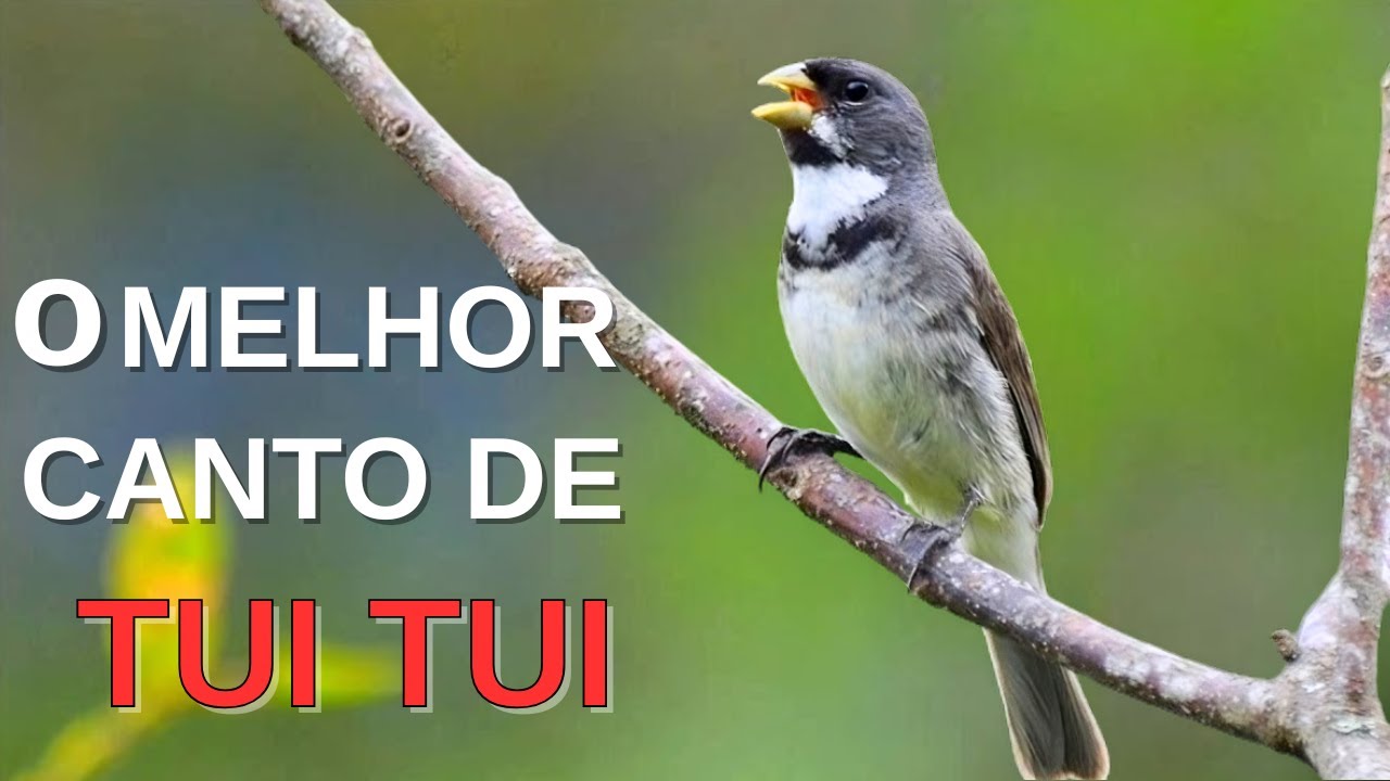 O MELHOR CANTO DE COLEIRO TUI TUI ZEL ZEL POR 10 HORAS