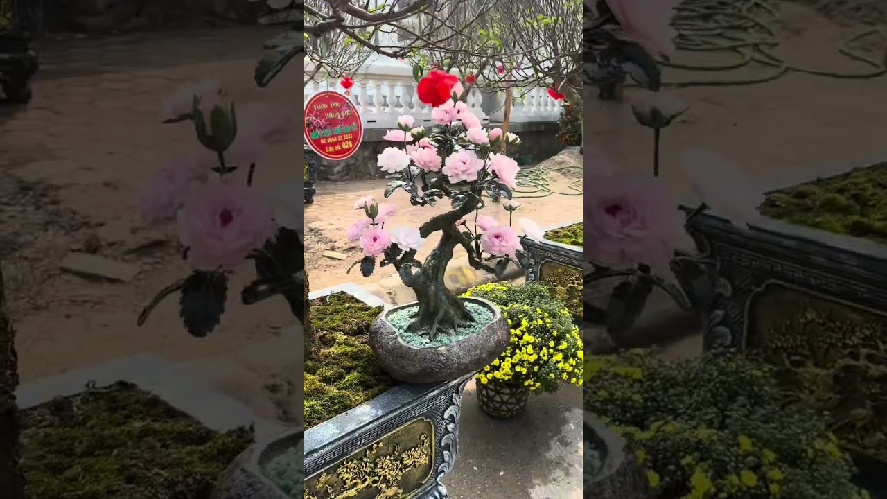 Tết đến rồi ngắm hoa thôi