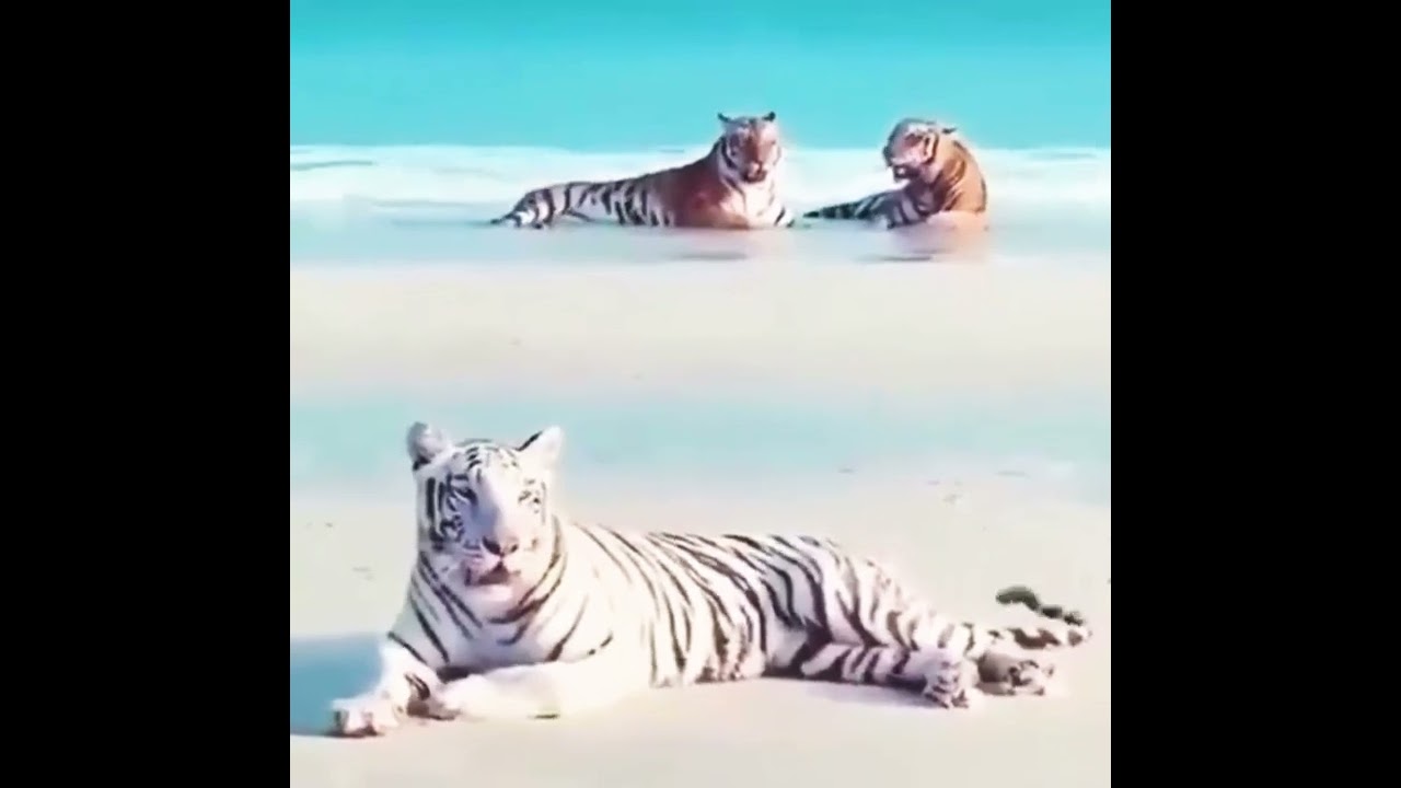 There are no two tigers in the world with the same patternEach animal is unique in its short video