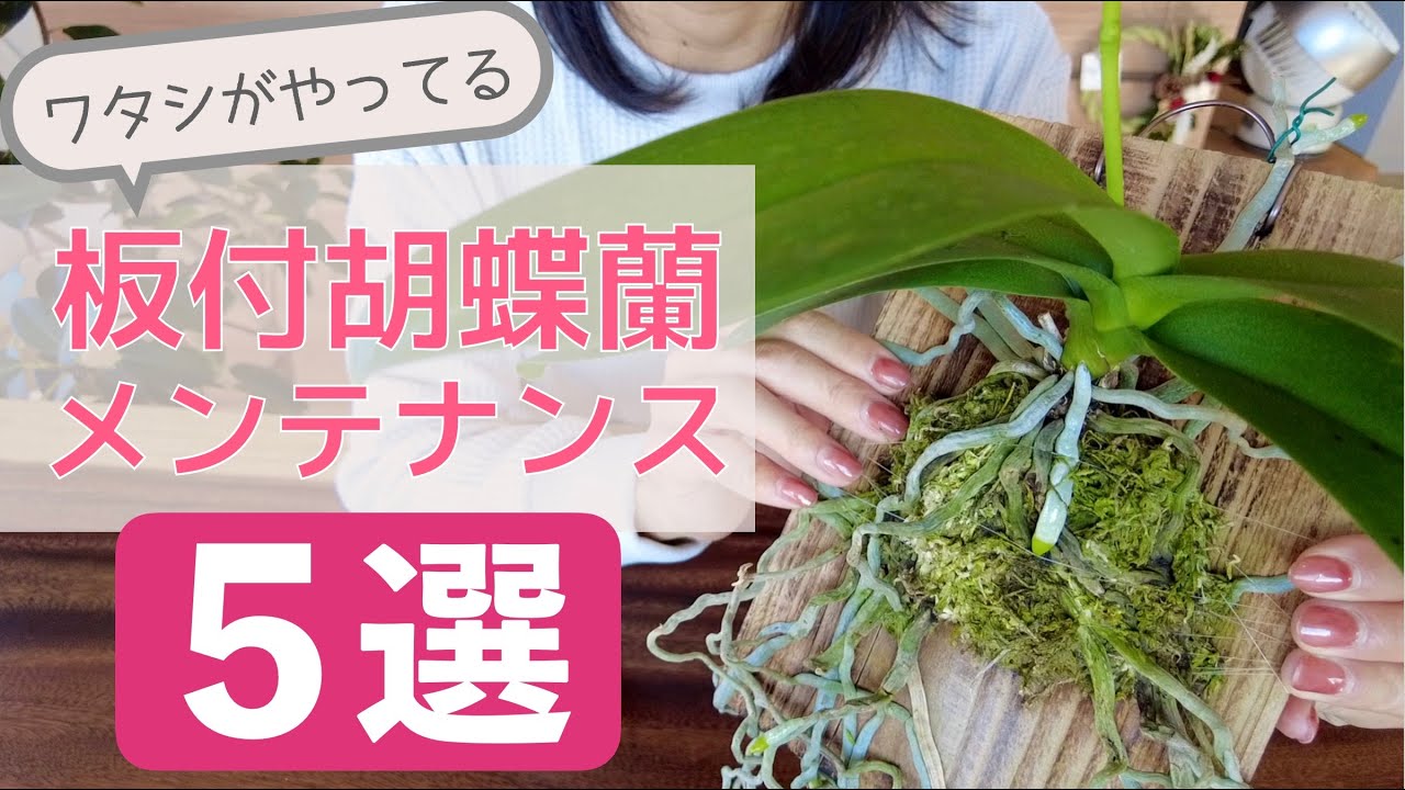 【大事に育てたい人へ】鉢植えとは全然違うんです！板に着けた胡蝶蘭のお世話5つ