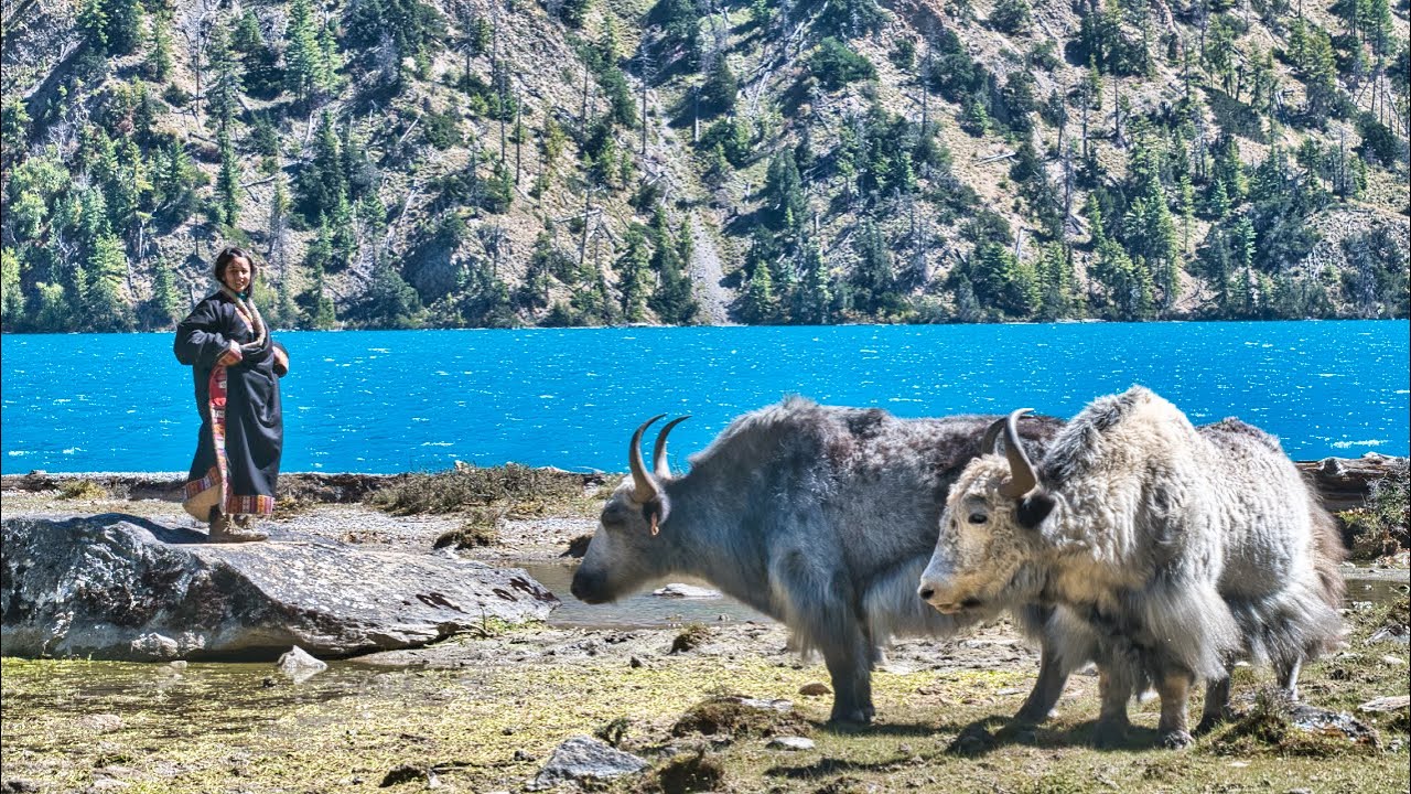 Shey Phoksundo | Dolpa Trek, Nepal | Silent Hiking the Himalayas | Tibetan Nomadic & Village Life