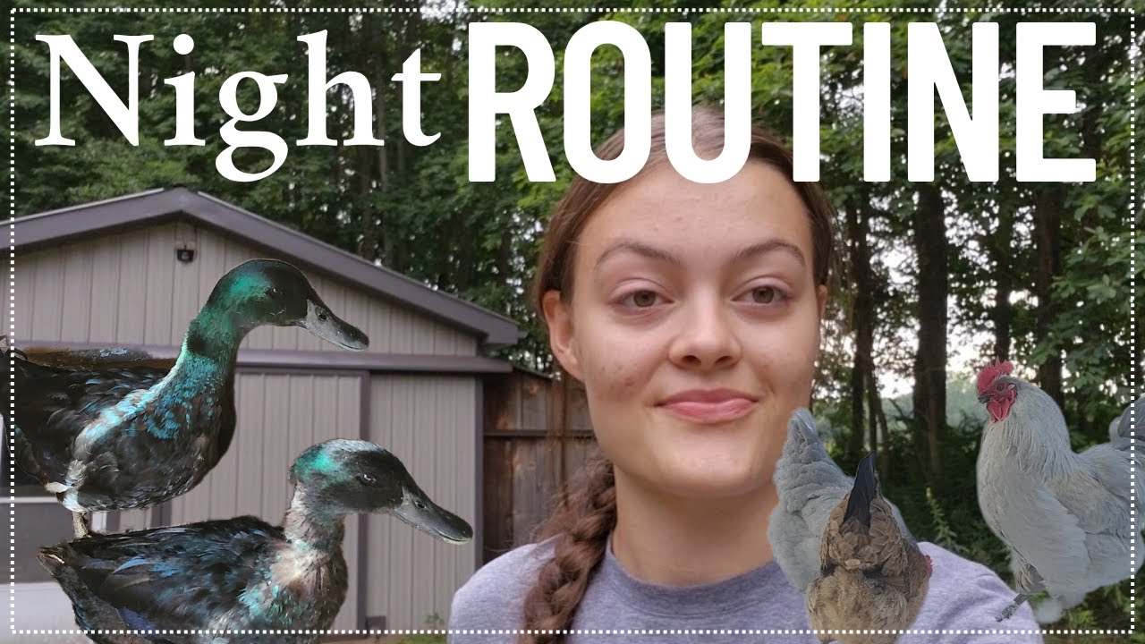 Tucking in the Flock: What Evenings Really Look like on the Homestead
