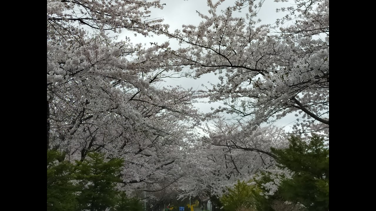#4K 白石こころーど/Sapporo, Hokkaido, Japan