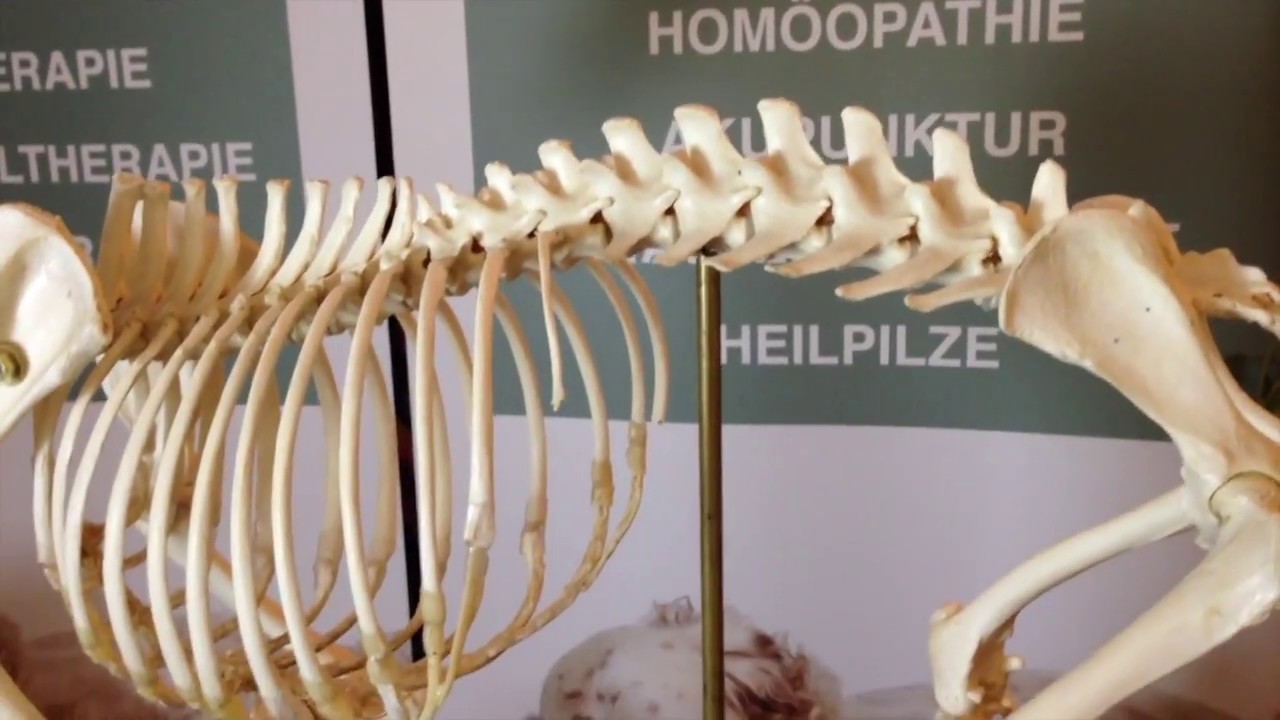 Cauda Equina Syndrom - Welche Hunderassen sind gefährdet und wie sind die Symptome?