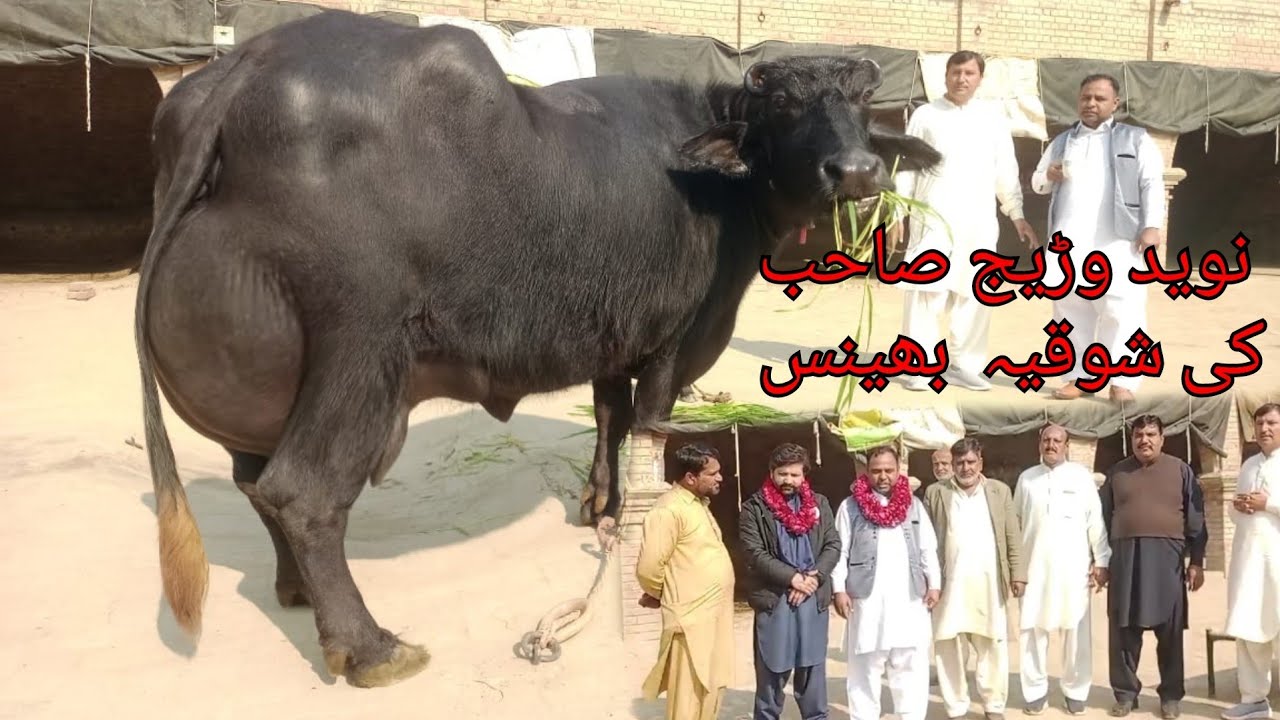 نوید احمد وڑائچ صابووال کی شوقیہ بھینس دیکھیں اور شوق کریں 28 جنوری 2025 karnana channel
