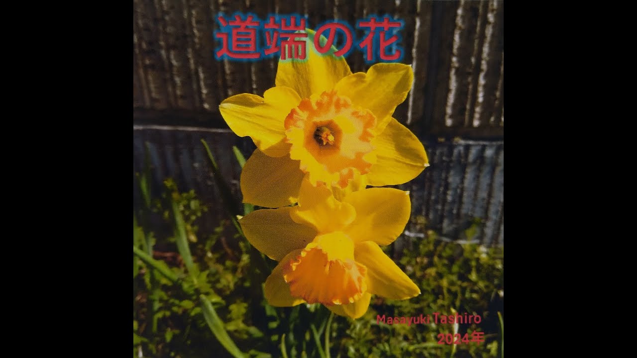 道端の花　Masayuki Tashiro 2024年