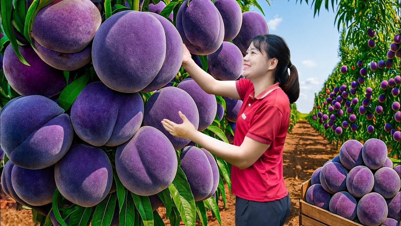 Colheita de Pêssego Roxo Gigante | Lucro Surpreendente no Mercado Rural!