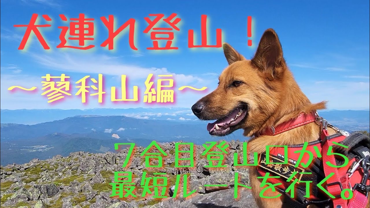【犬連れ登山！】蓼科山編。７合目登山口から最短ルートで登る！