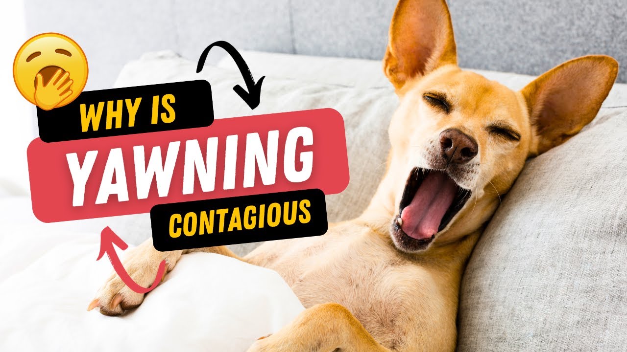 Why Yawning Is Contagious: The Fascinating Psychology Behind Our Uncontrollable Yawn Reflex