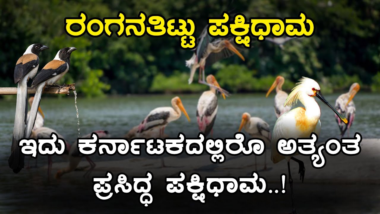 Ranganathittu Bird Sanctuary | ರಂಗನತಿಟ್ಟು ಪಕ್ಷಿಧಾಮ | Inspire Kannada Official