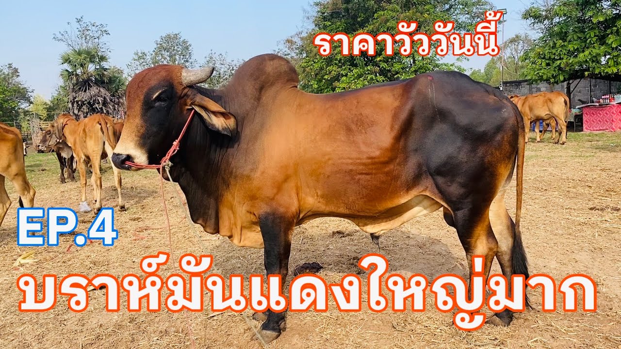 EP.4 #ราคาวัววันนี้ 1 มีนาคม 2569 #ตลาดวัวอำเภอสมเด็จจังหวัดกาฬสินธุ์ #วัวบราห์มันแดงเพศผู้ใหญ่มาก