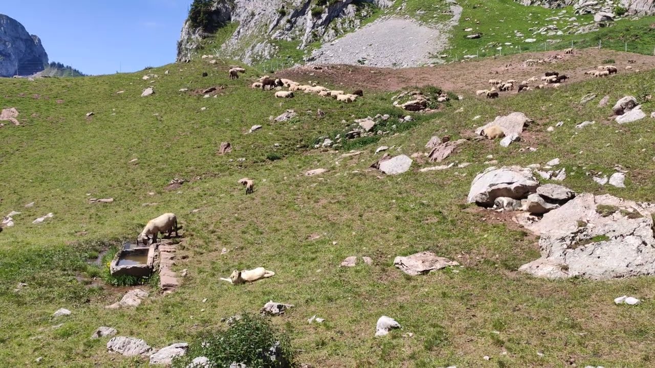 080 1/2 2022.06.12 Chambairy happy livestock guardian dogs