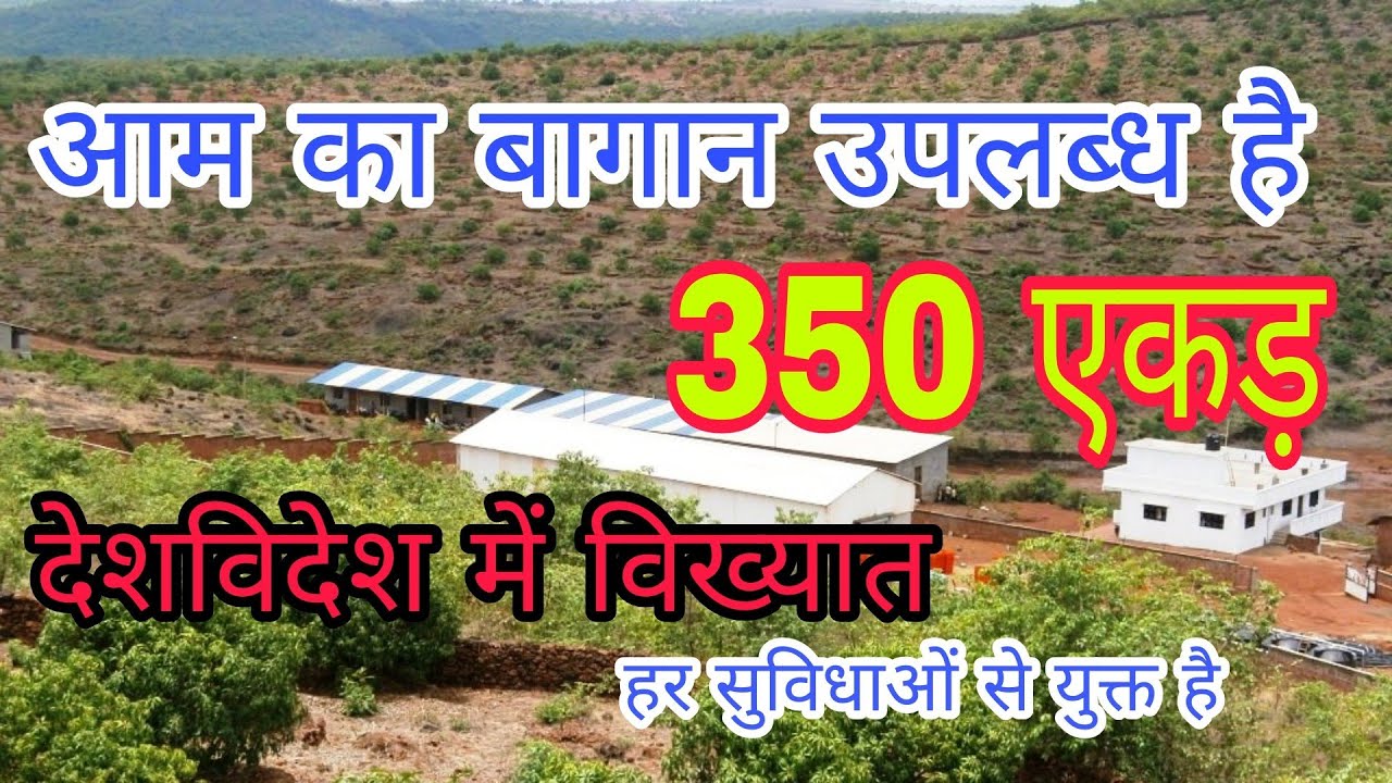WORLS FAMOUS DEVGAD ALPHONSO MANGO FARM + MANGO PULP FACTORY SALE IN