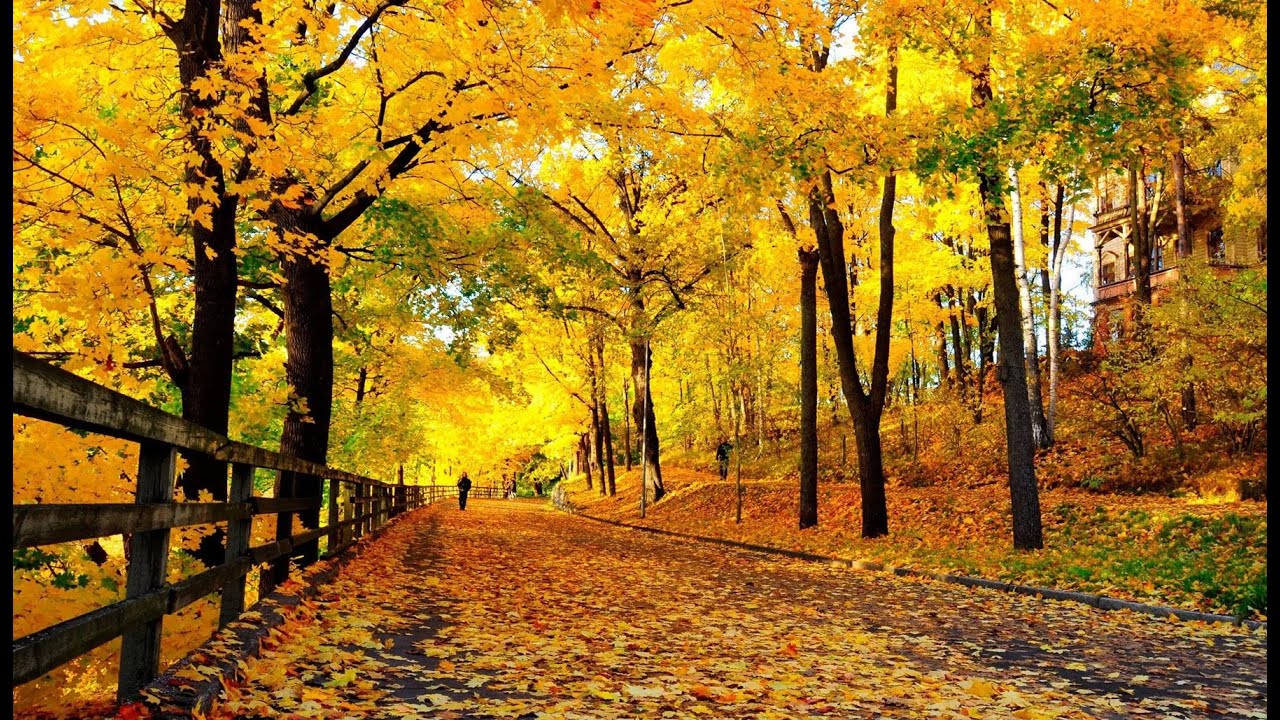 autumn leaves  - an Alison Balsom song busked in Ancona