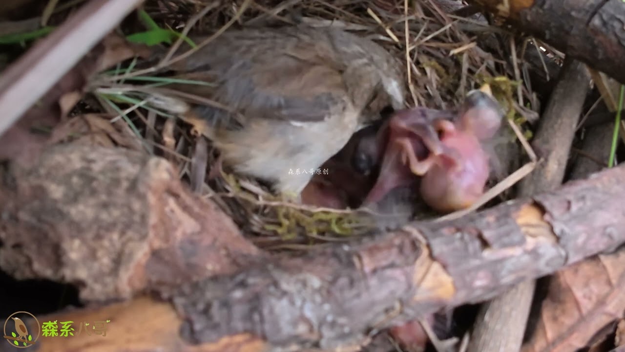 The cuckoo pushed two chicks out of the nest. A heavy rainstorm hit. 杜鹃鸟把2只小鸟推下鸟巢，暴雨来袭，2只小鸟命运如何？