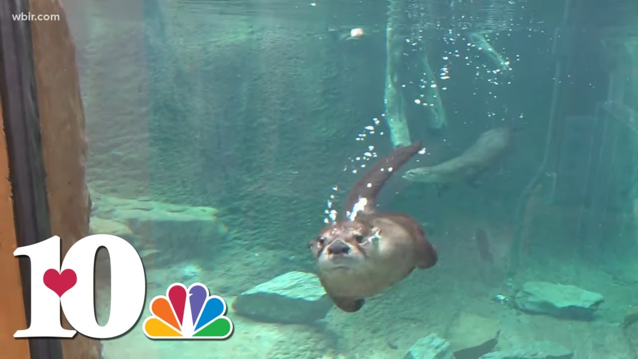 Meet the new otters guaranteed to make you smile at Zoo Knoxville
