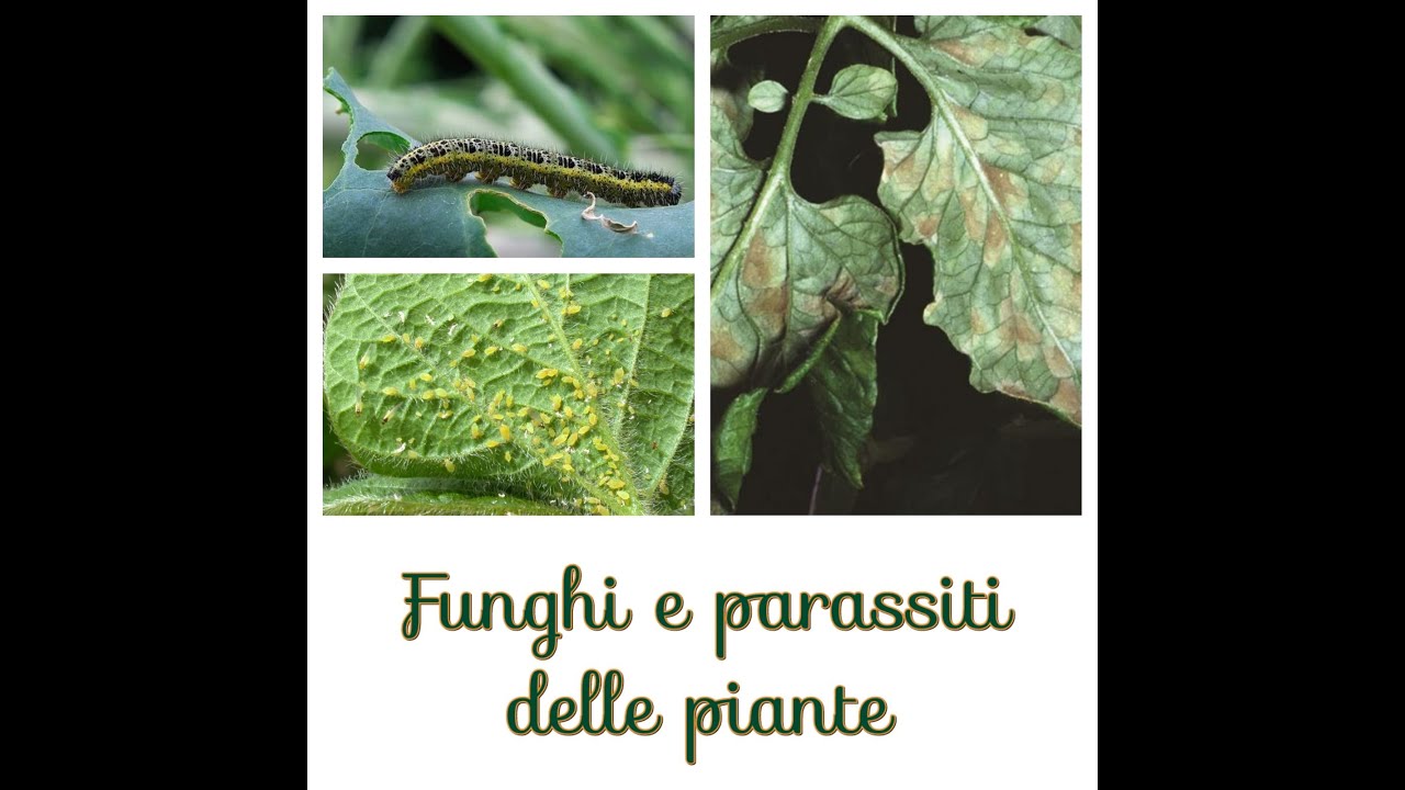 Malattie fungine e insetti dannosi