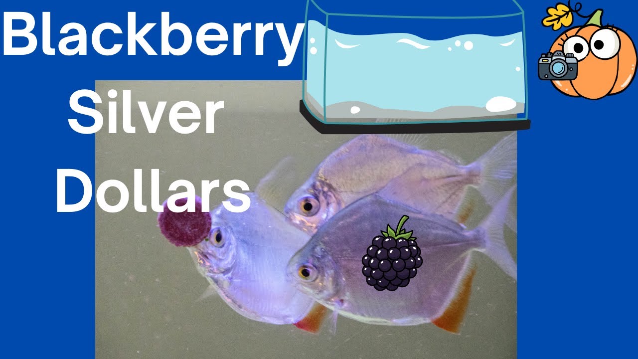 Серебряные доллары Blackberry