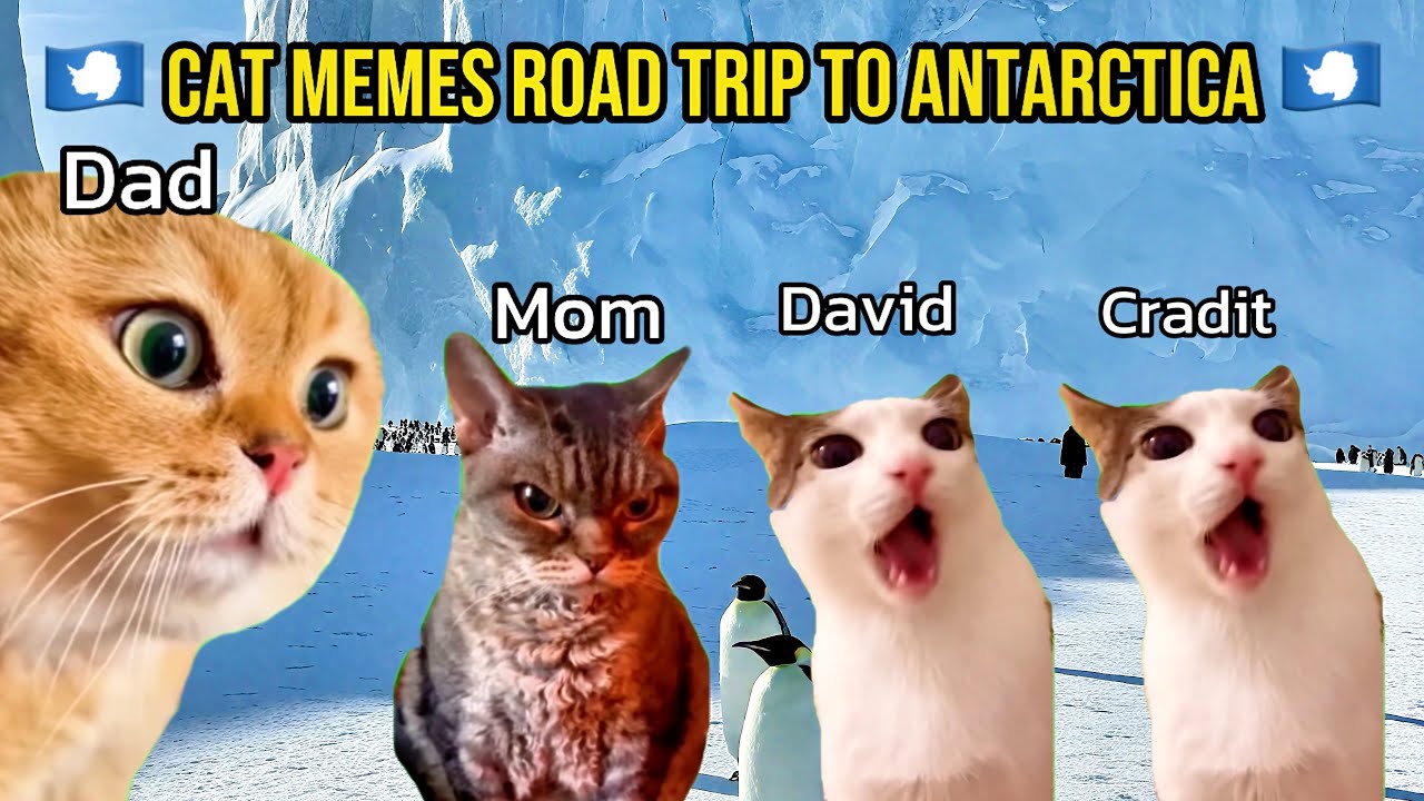 🐱 CAT MEMES ROAD TRIP TO ANTARCTICA 2026🇦🇶 