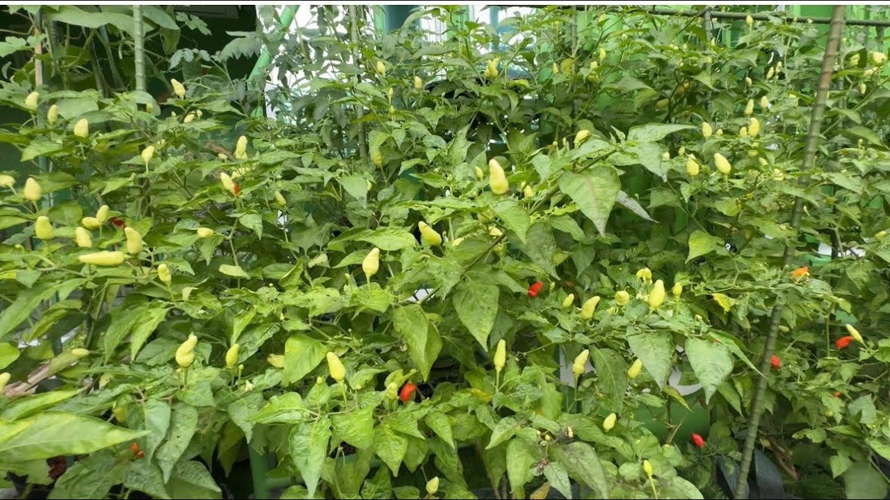 Berkebun Musim Hujan Banyak Yang di Pindah Tanam || Lanjut Panen Sayur.
