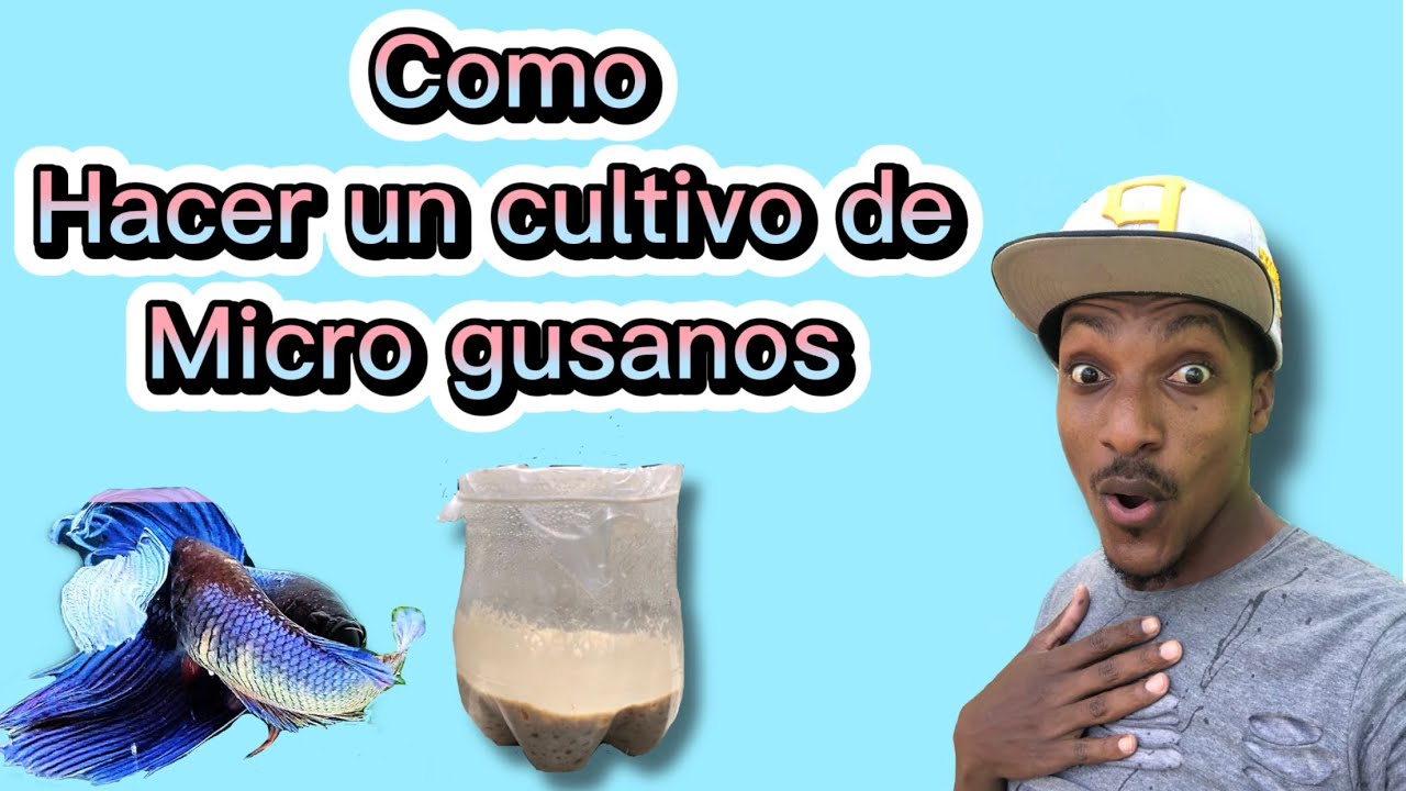 Como hacer un cultivo de Micro gusano de avena @pla