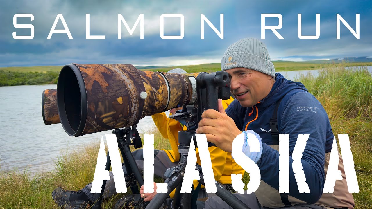 ALASKA - niedźwiedzie brunatne i salmon run