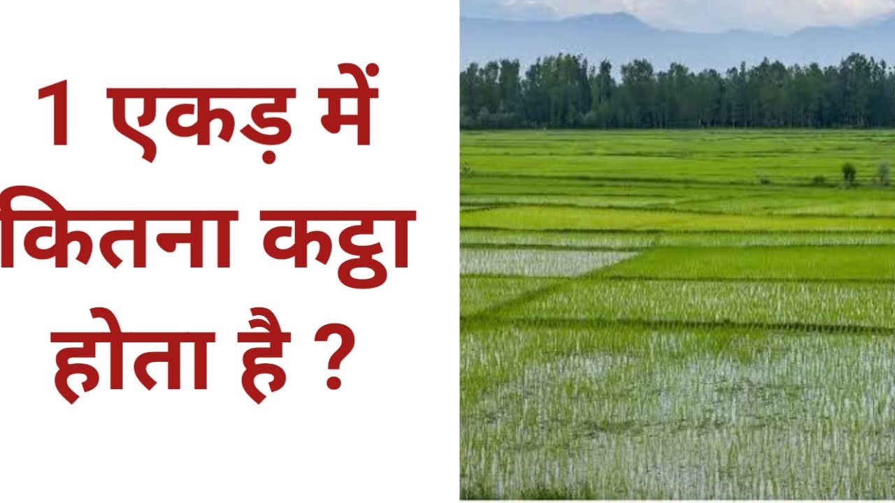 1 एकड़ में कितना कट्ठा होता है || ek ekad mein kitna kattha hota hain || 1 acre mein kitna kathha