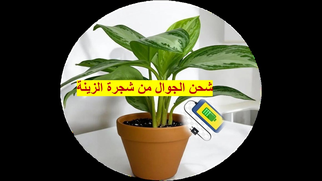 النار من الشجر الأخضر