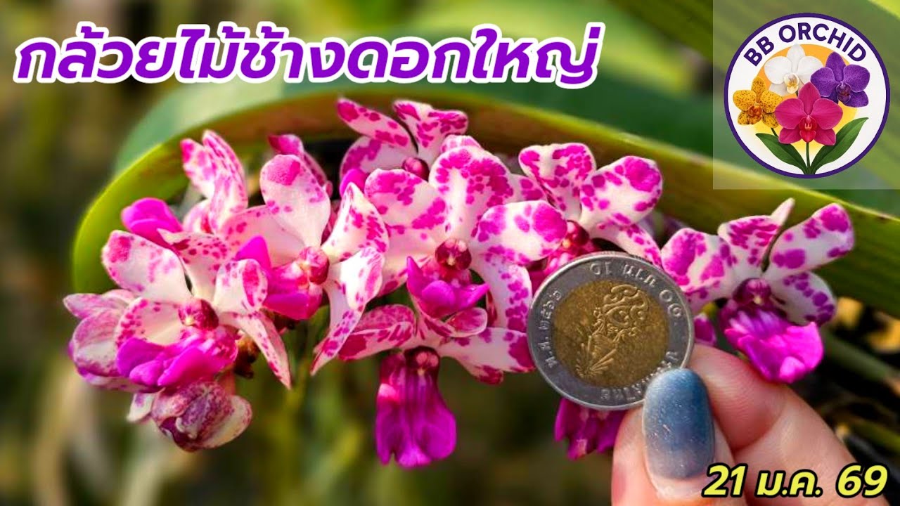 EP.66 กล้วยไม้สวยๆ กล้วยไม้หายาก กล้วยไม้สกุลช้าง หม้อข้าวหม้อแกงลิง #ไม้กินแมลง #กล้วยไม้ #orchid 