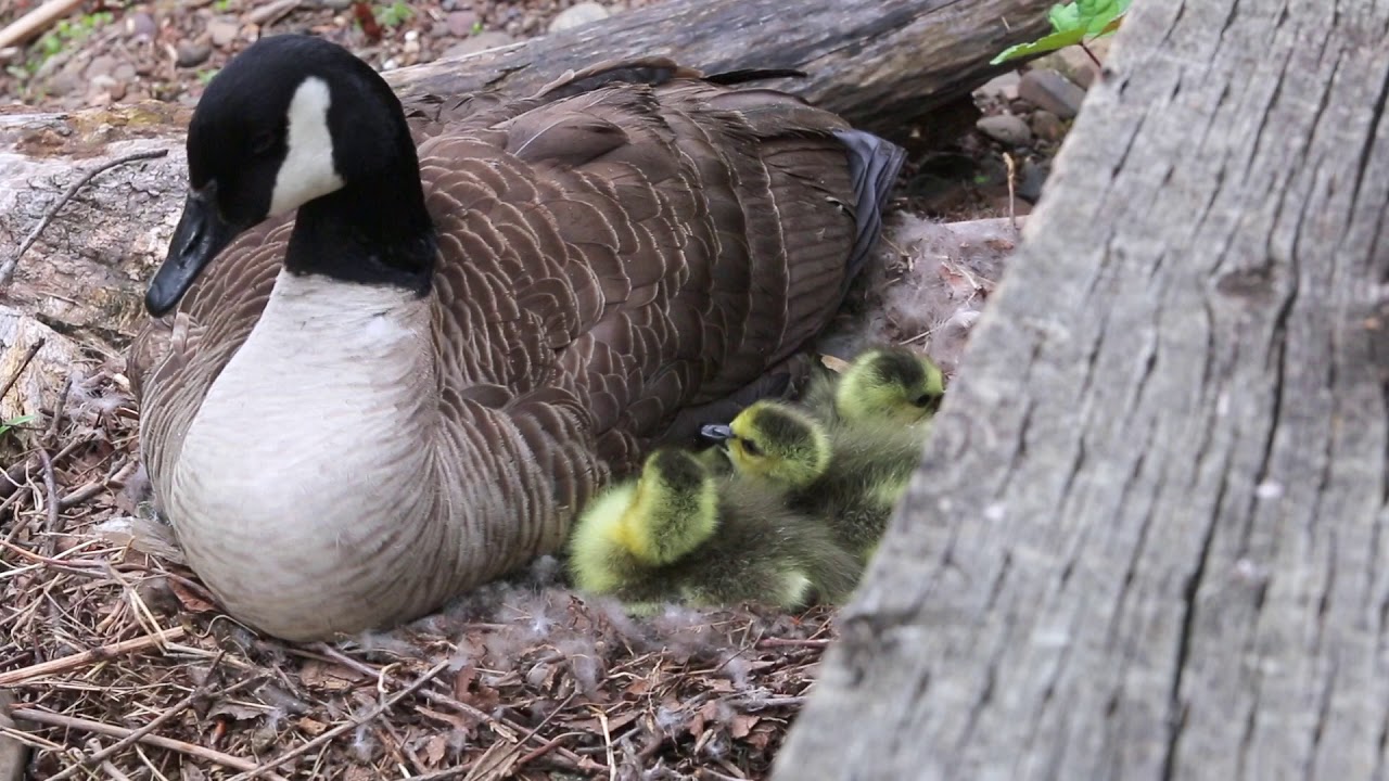 A Canada Goose Documentary