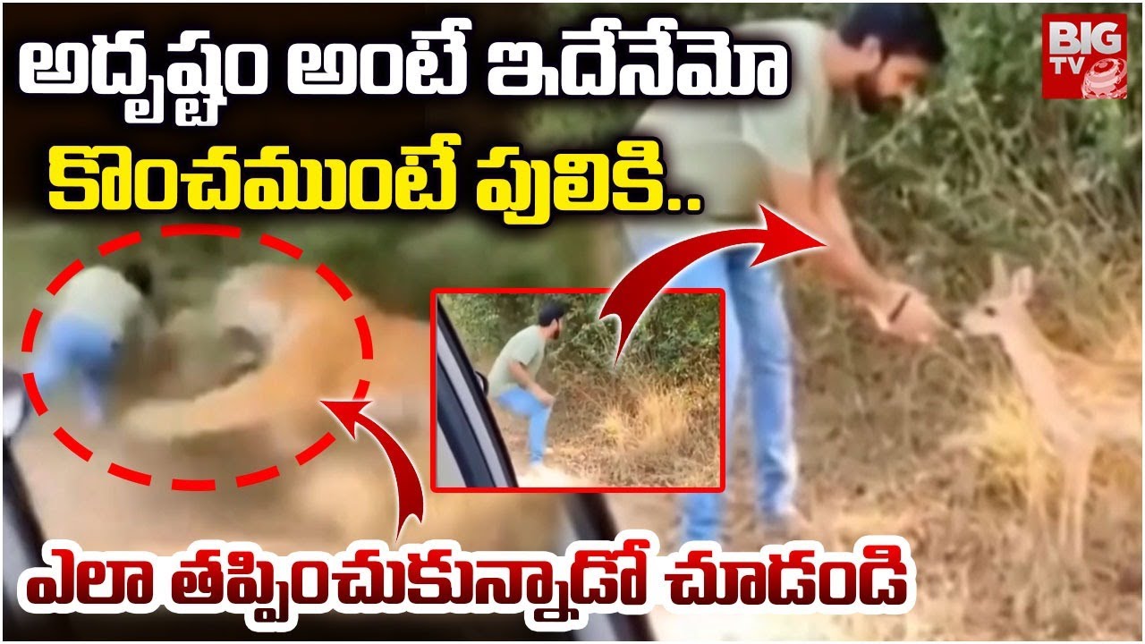 Tiger Viral Video | కొంచముంటే పులికి..ఎలా తప్పించుకున్నాడో చూడండి |  BIGTV