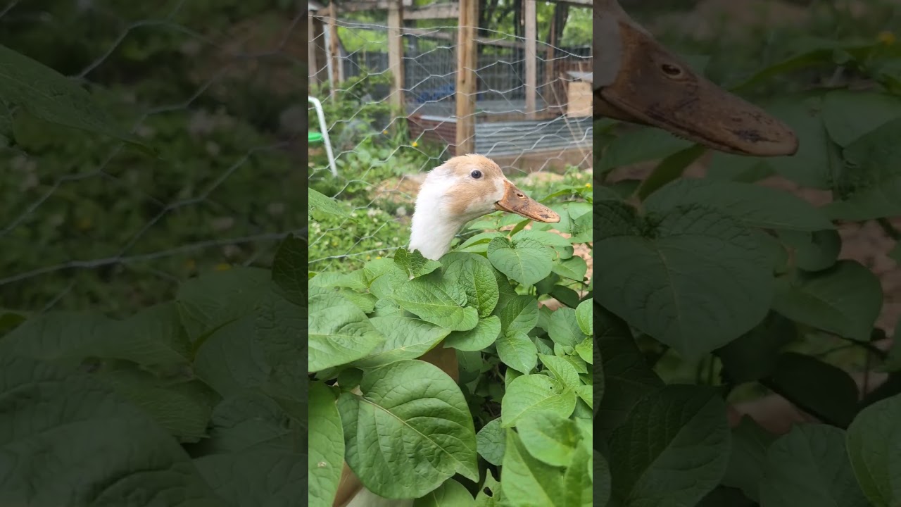 🦆 in the potato patch! #urbanfarm #ducks #runnerducks