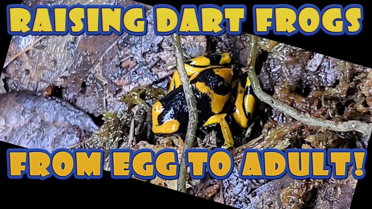 Raising Dart Frogs from Egg to Adult - Dendrobates leucomelas
