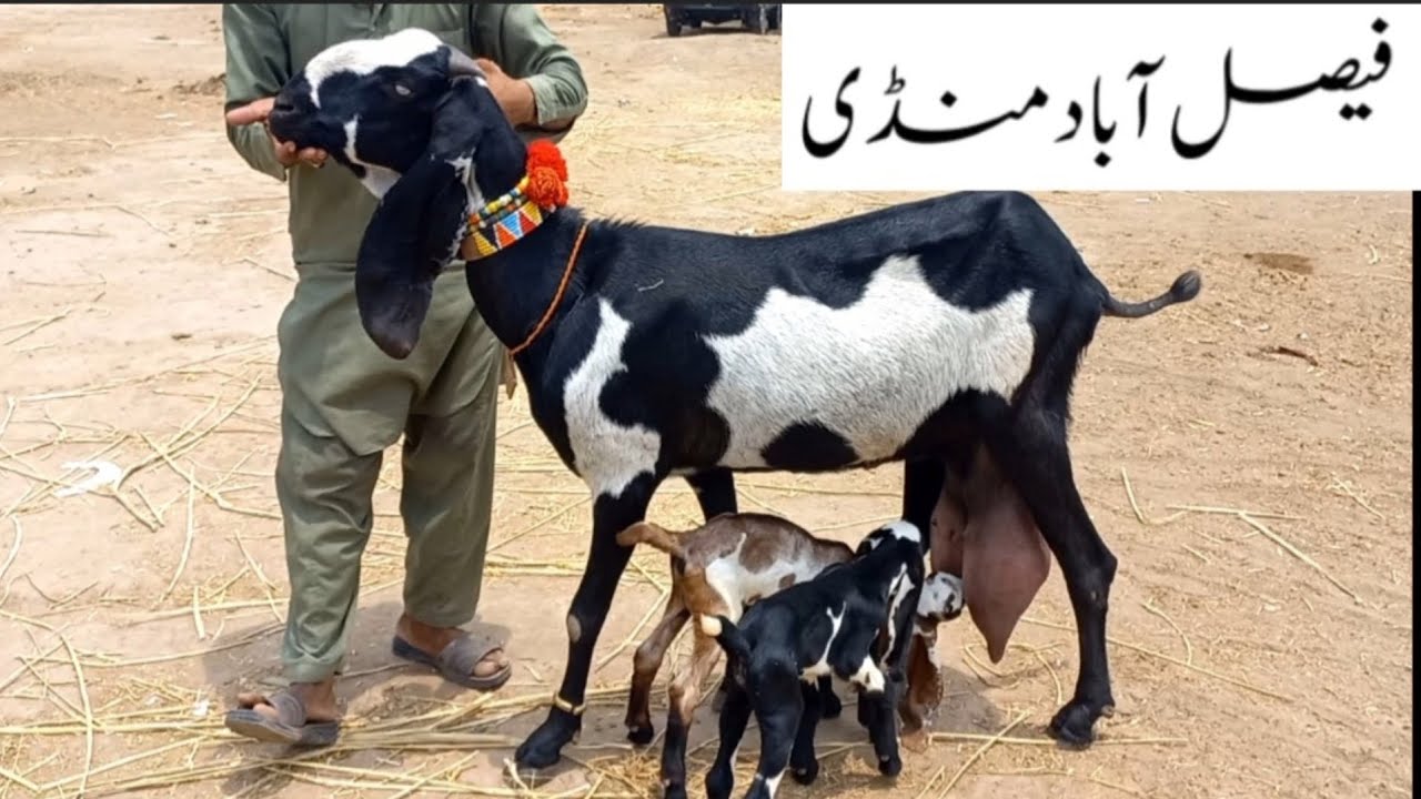 Faisalabad Bakra Mandi●29●10●2025● New Update●03006698284●