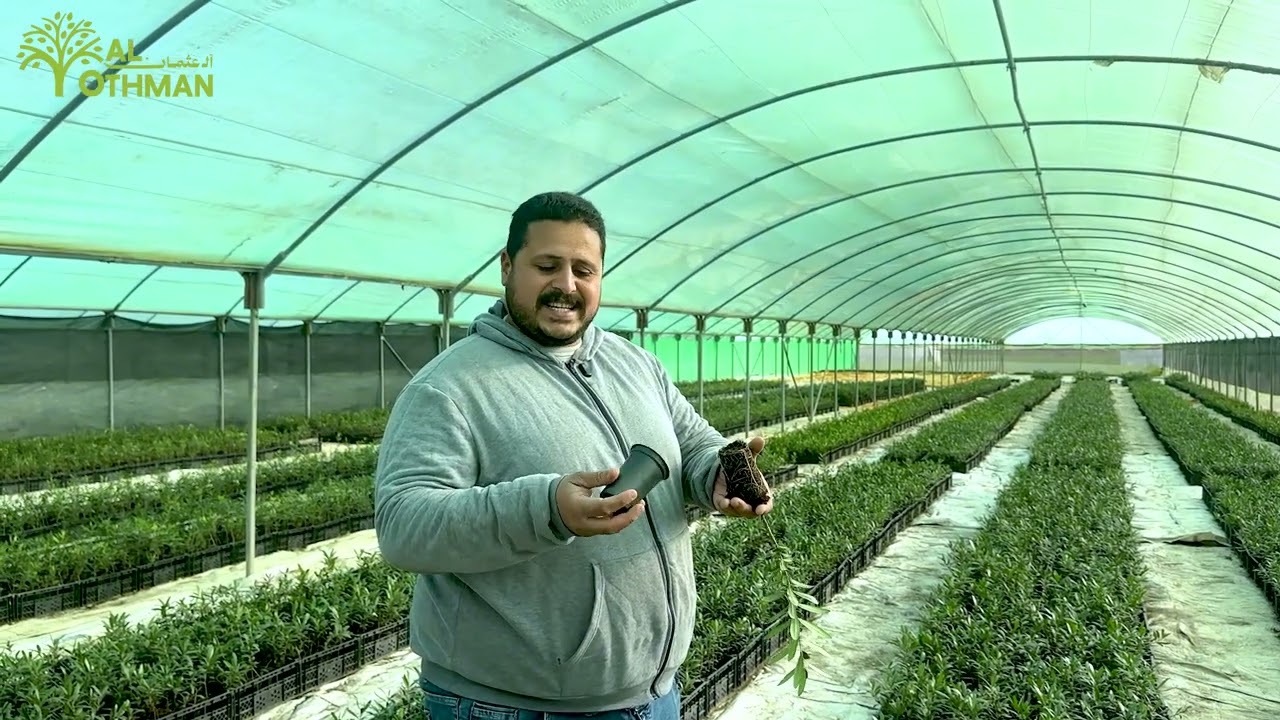 الجدر و الوسط البيئي للشتلة أهم من الساق🪾 