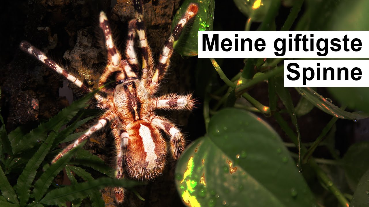 Giftigste Vogelspinne bekommt ein lebendes Terrarium