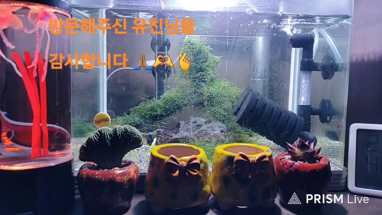 라이브 방송 26년1월23일2부