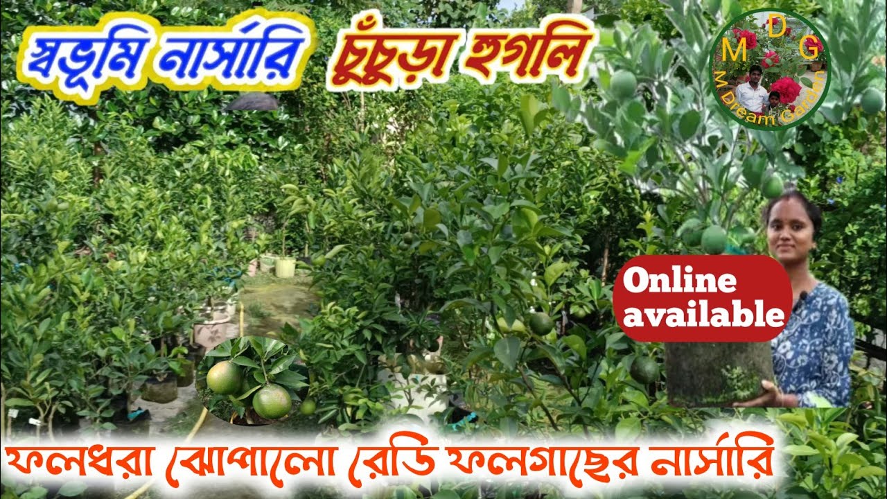 স্বভূমি নার্সারি চুঁচুড়া, হুগলি ।। সমস্ত ফলধরা রেডি গাছের বিশ্বস্ত নার্সারি।। Swabhumi nursery ।।