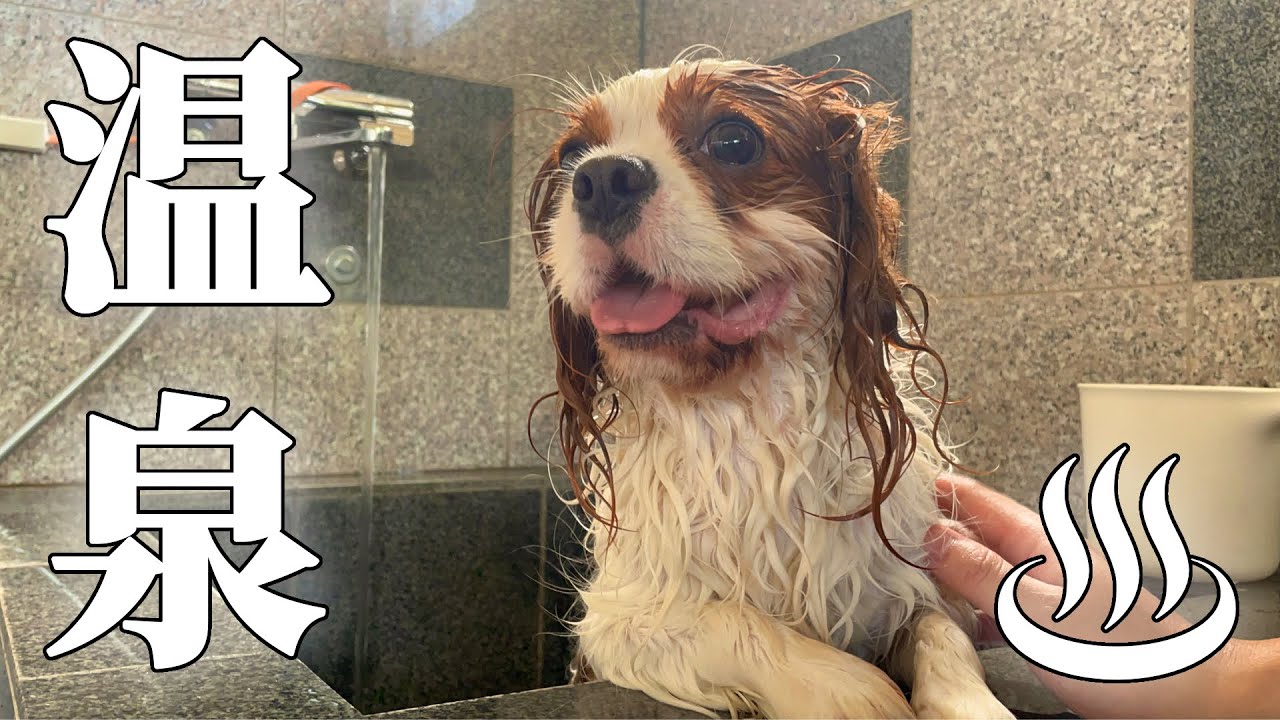 犬用温泉！？ドッグランと温泉が楽しめる施設へ行ってみた！初めての温泉に愛犬の反応は？