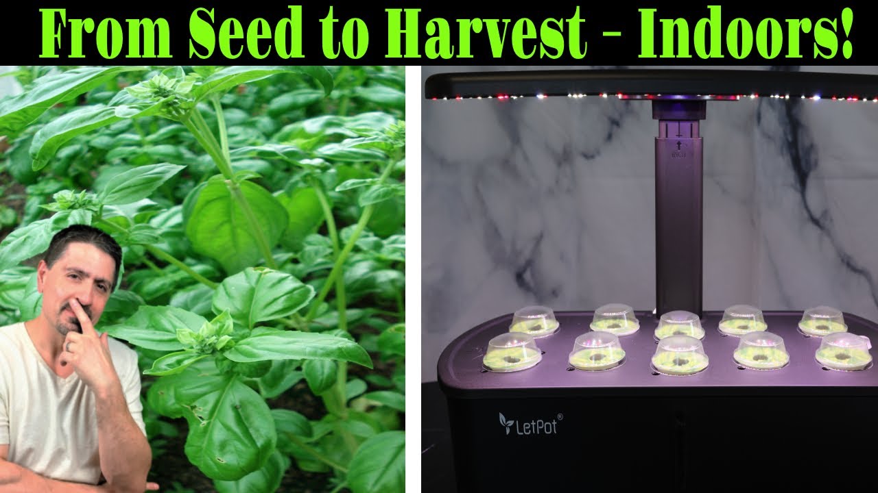 I Tried the LetPot Hydroponic System and Here’s What Happened!