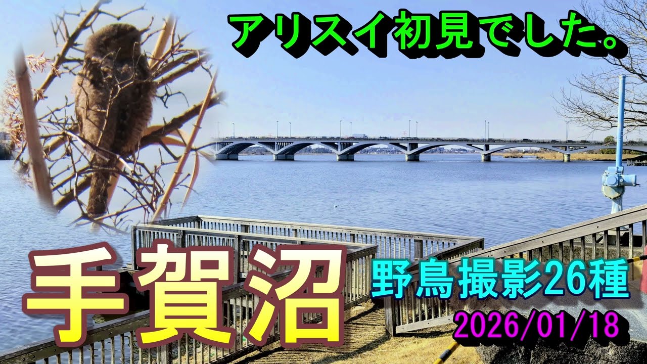 【野鳥観察】手賀沼　野鳥撮影26種　アリスイ初見でした。