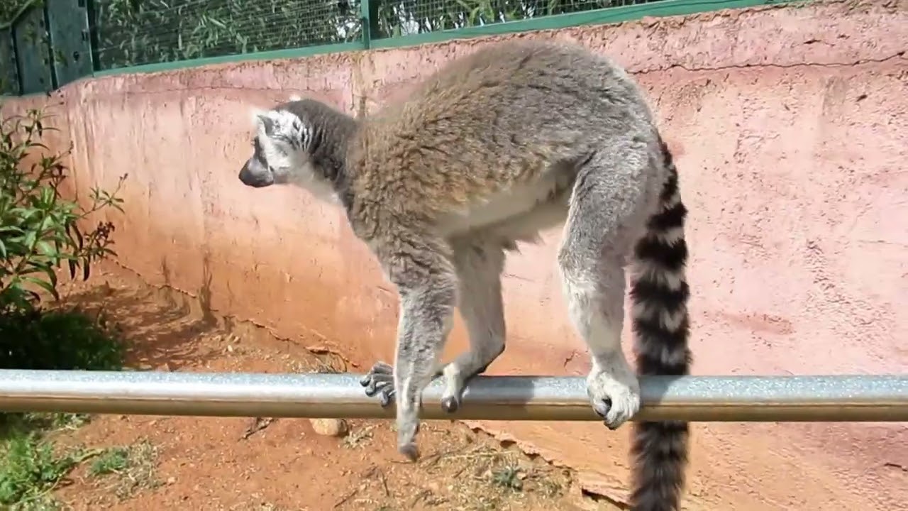 Αttica  Zoo  Parc  Part 1