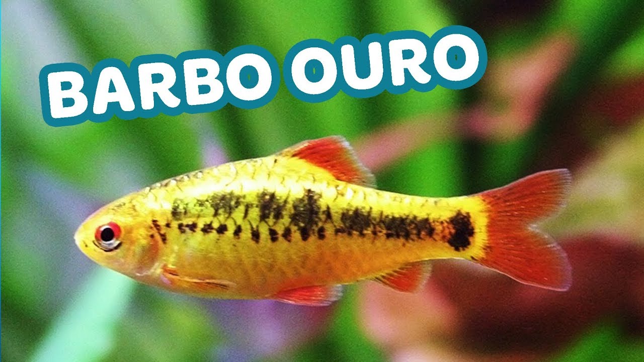 5 coisas que você precisa saber sobre o BARBO OURO - Minha Fauna